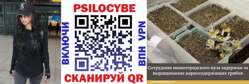 где купить Магадан Галлюциногенные грибы MAGIC MUSHROOMS
